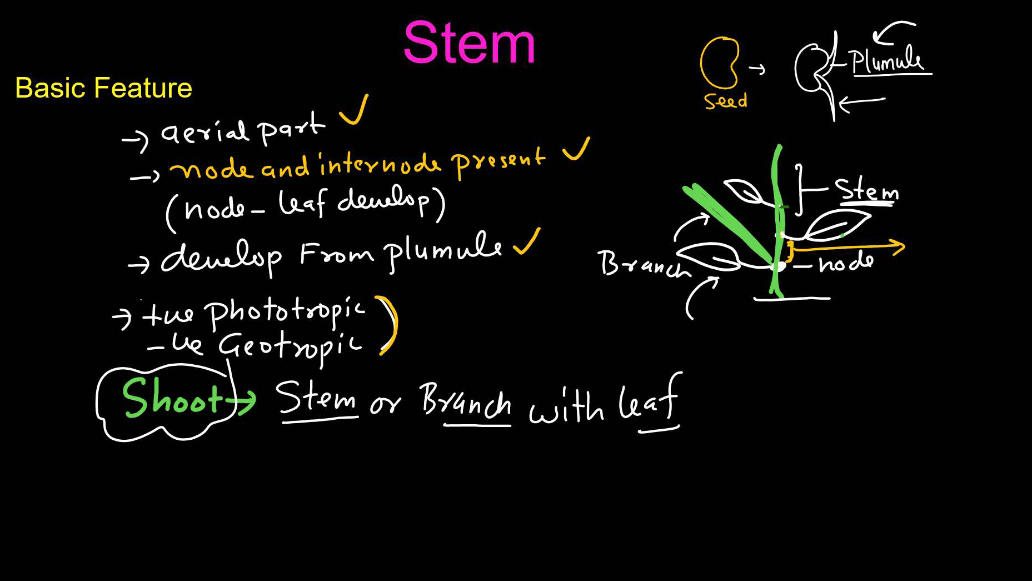 Plants Stems - Structure, Function of a Stem, Types, Modifications_4.1