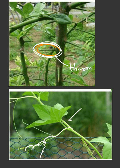 Plants Stems - Structure, Function of a Stem, Types, Modifications_5.1