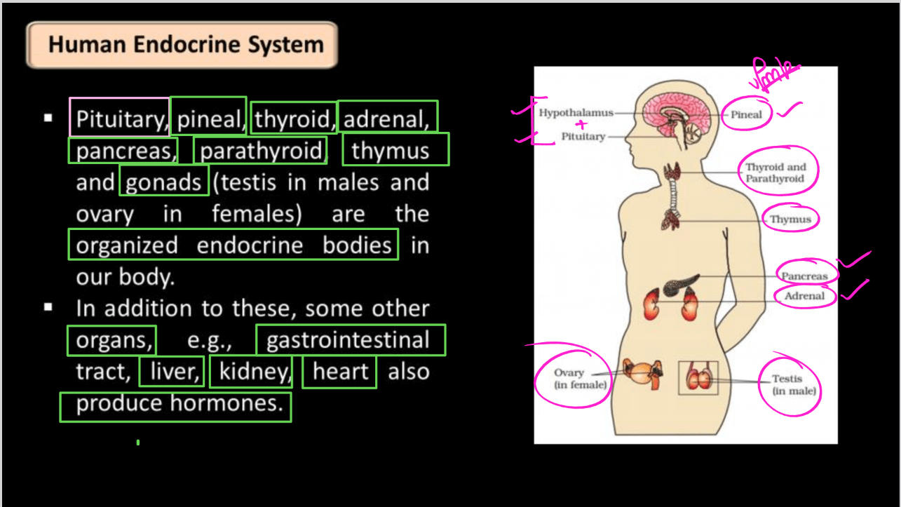 Human Endocrine System, List of Endocrine Glands_3.1