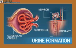 urine formation