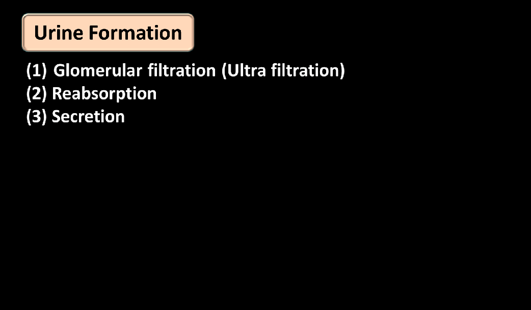 Urine Formation, Function of Tubules, Osmoregulation_4.1