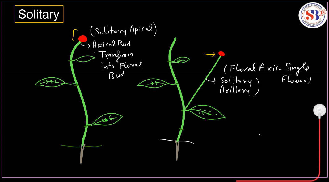 Inflorescence in Flowers - Definition and Types_8.1