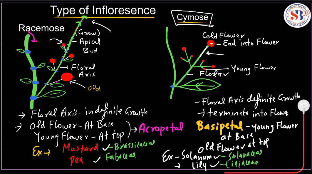 Inflorescence in Flowers - Definition and Types_6.1