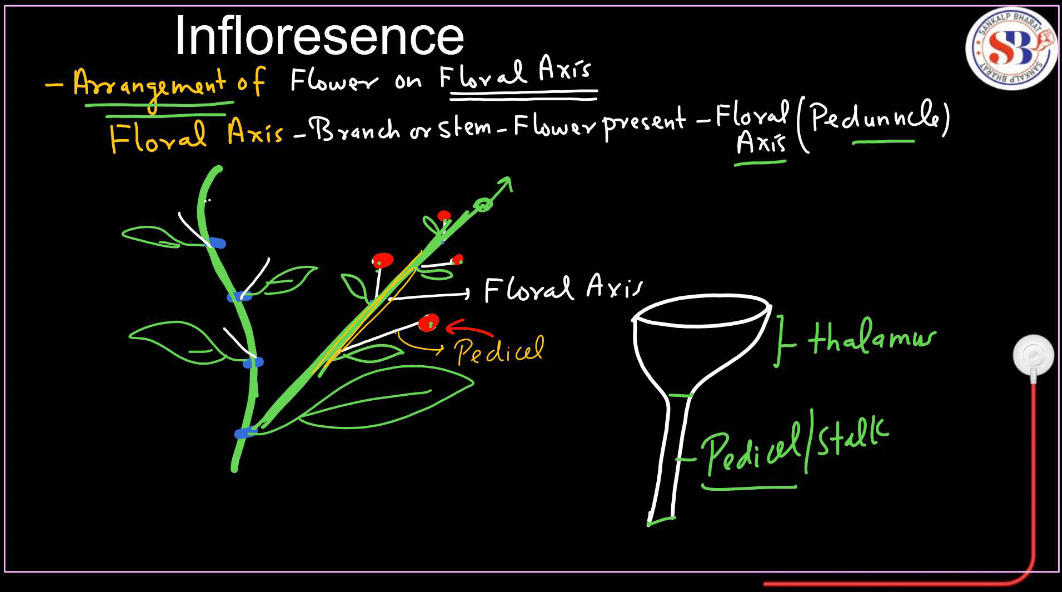Inflorescence in Flowers - Definition and Types_3.1