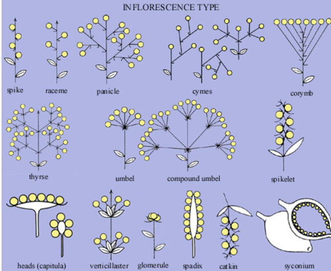 Inflorescence in Flowers - Definition and Types_5.1