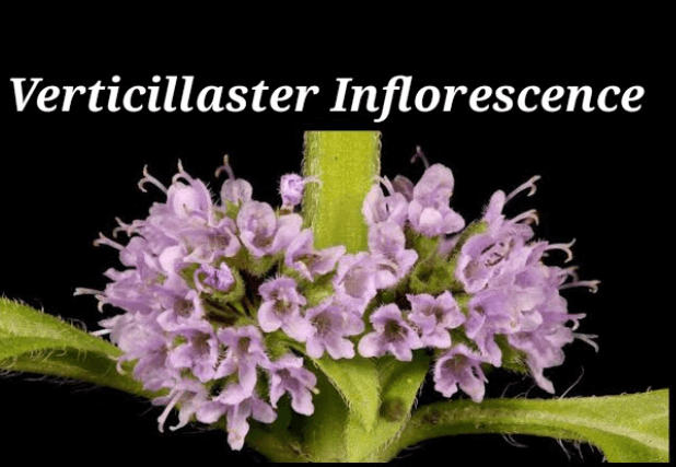 Inflorescence in Flowers - Definition and Types_9.1