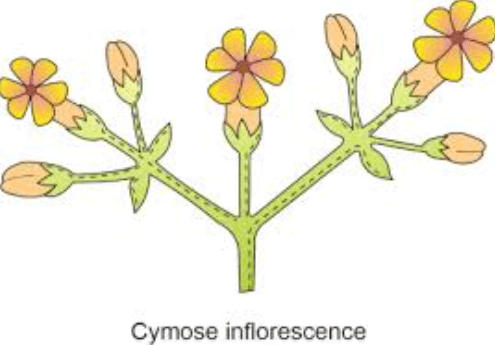 Inflorescence in Flowers - Definition and Types_7.1