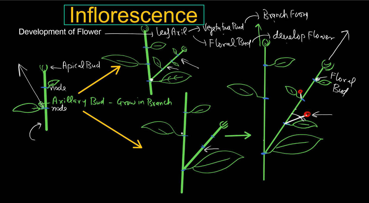 Inflorescence in Flowers - Definition and Types_4.1
