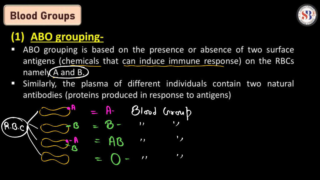 Blood Group - ABO Grouping and Rh Grouping_3.1
