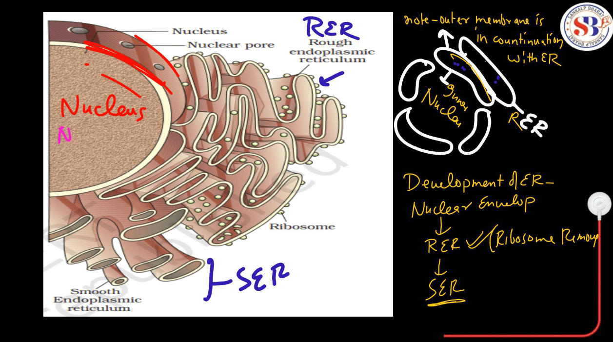 Endomembrane System - All the Organelle Components and Functions_8.1