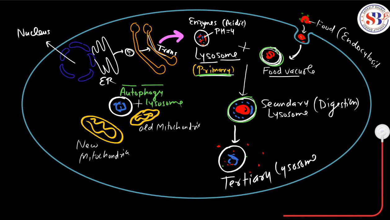 Endomembrane System - All the Organelle Components and Functions_19.1