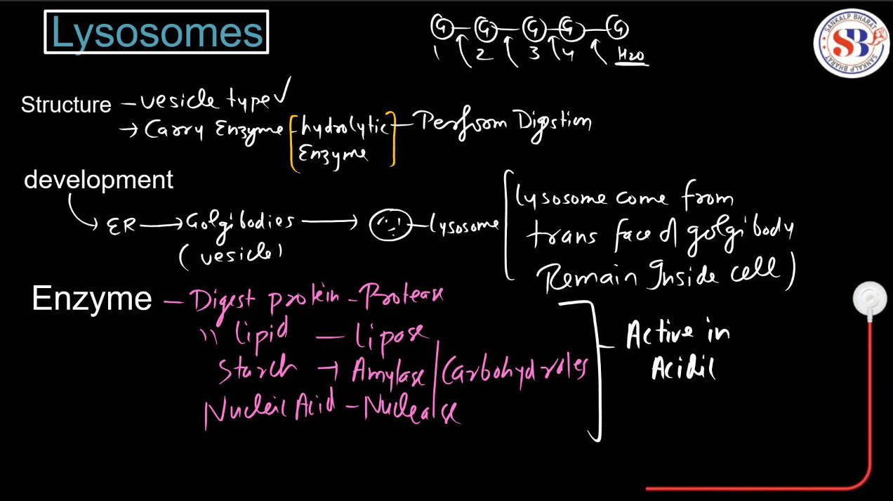 Endomembrane System - All the Organelle Components and Functions_18.1