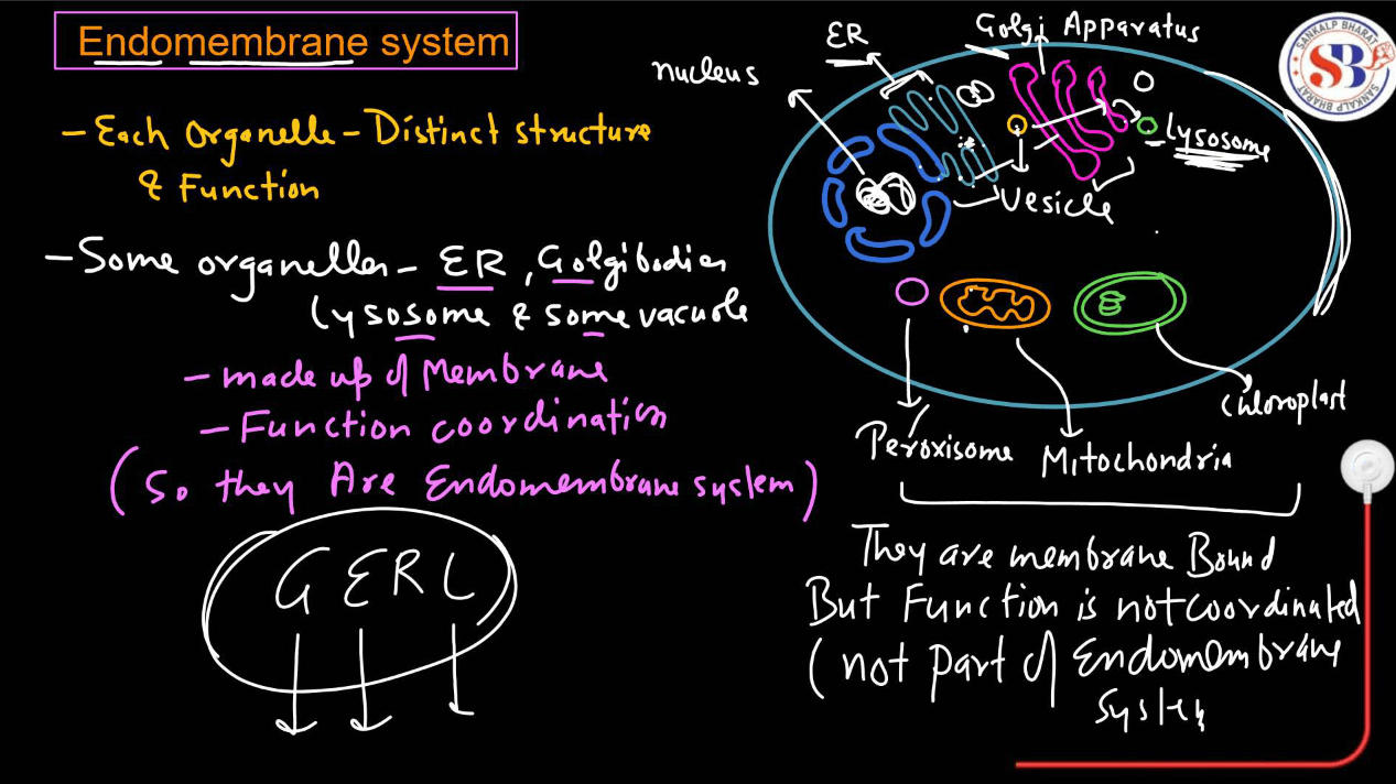 Endomembrane System - All the Organelle Components and Functions_3.1
