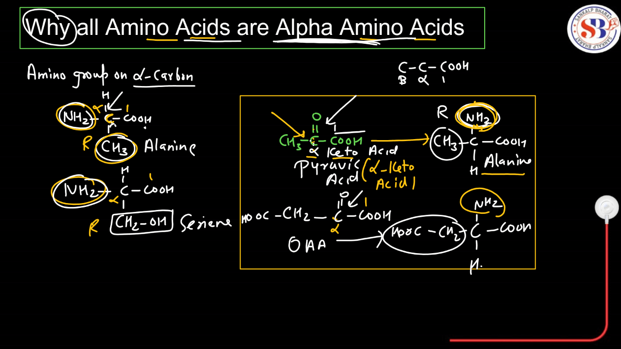 Amino Acids - List, Properties, Functions, Types_6.1