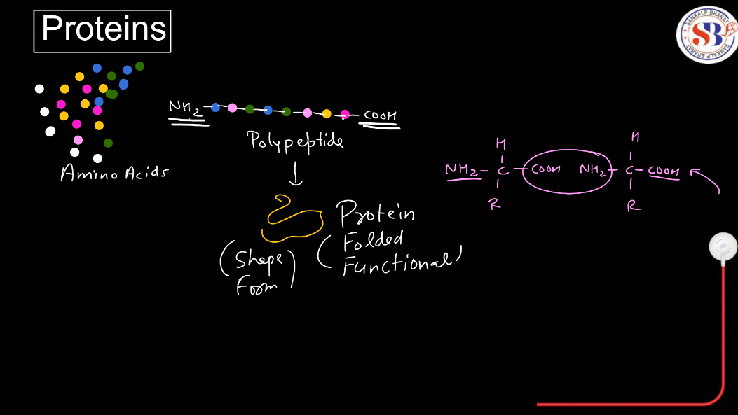 Proteins: Structure, Types, and Functions_3.1