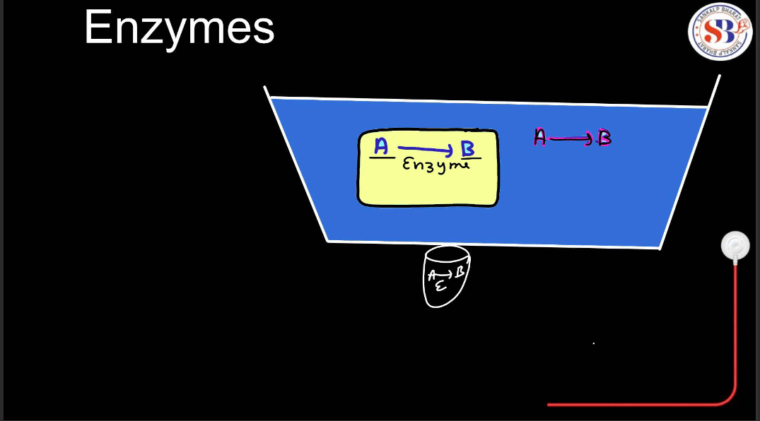 Enzymes: Definition, Functions, and their Structure_3.1