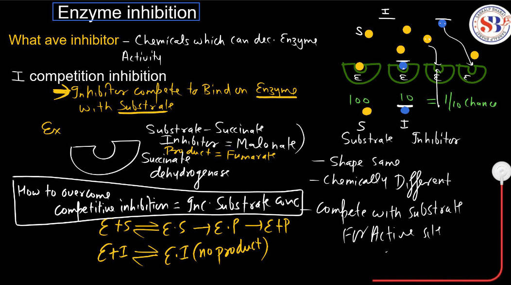 Enzymes: Definition, Functions, and their Structure_15.1