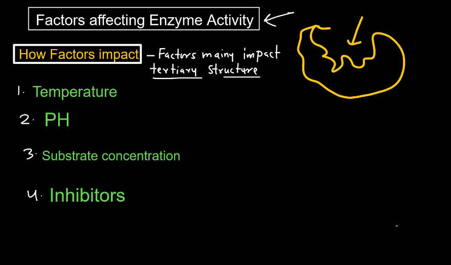Enzymes: Definition, Functions, and their Structure_9.1