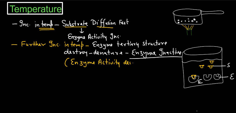 Enzymes: Definition, Functions, and their Structure_10.1