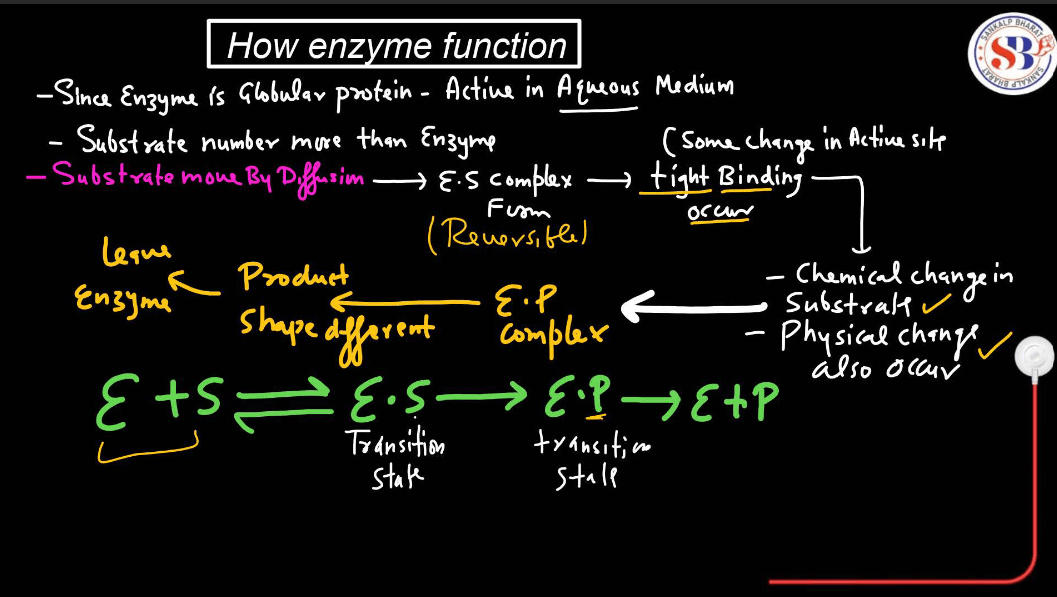 Enzymes: Definition, Functions, and their Structure_18.1