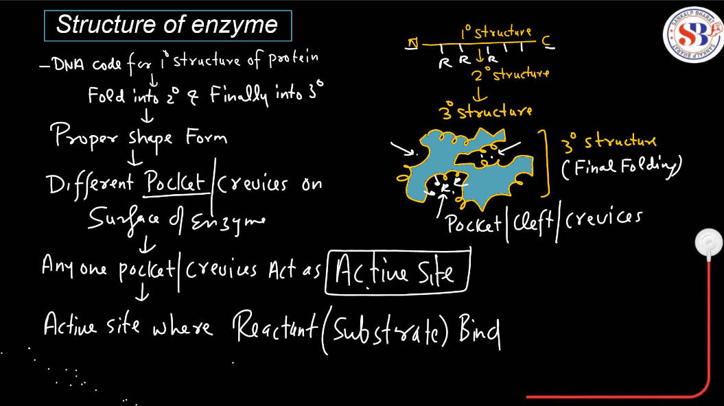 Enzymes: Definition, Functions, and their Structure_8.1
