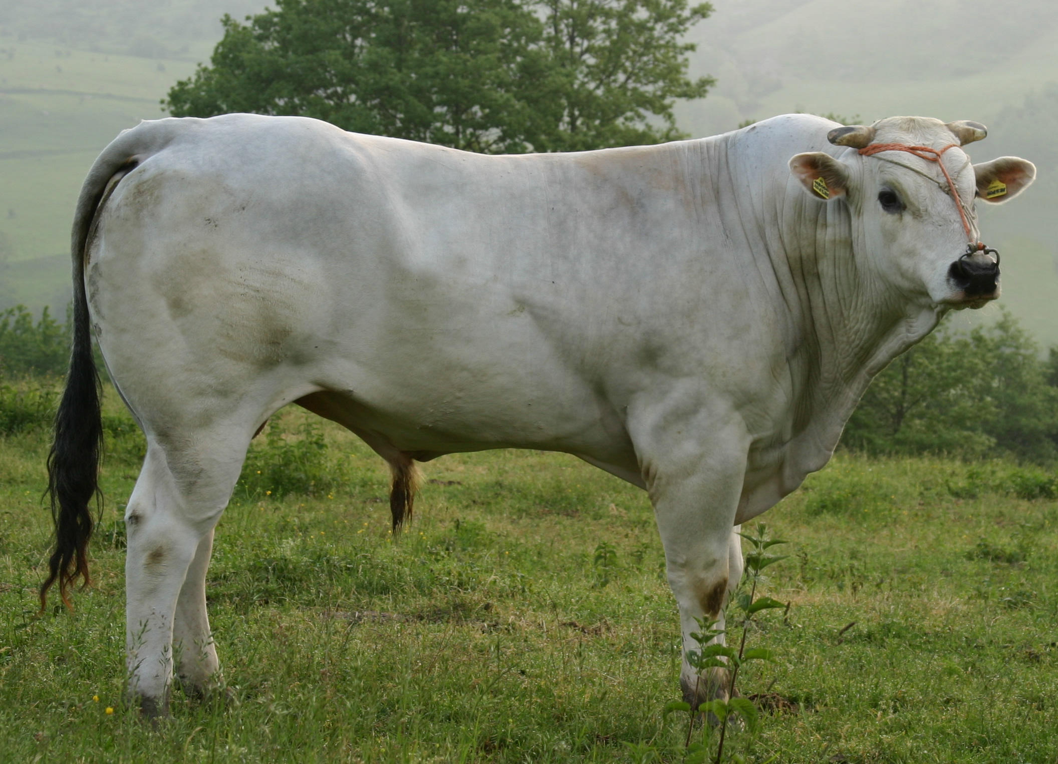 World's largest cow breed, know the names of top-10_40.1