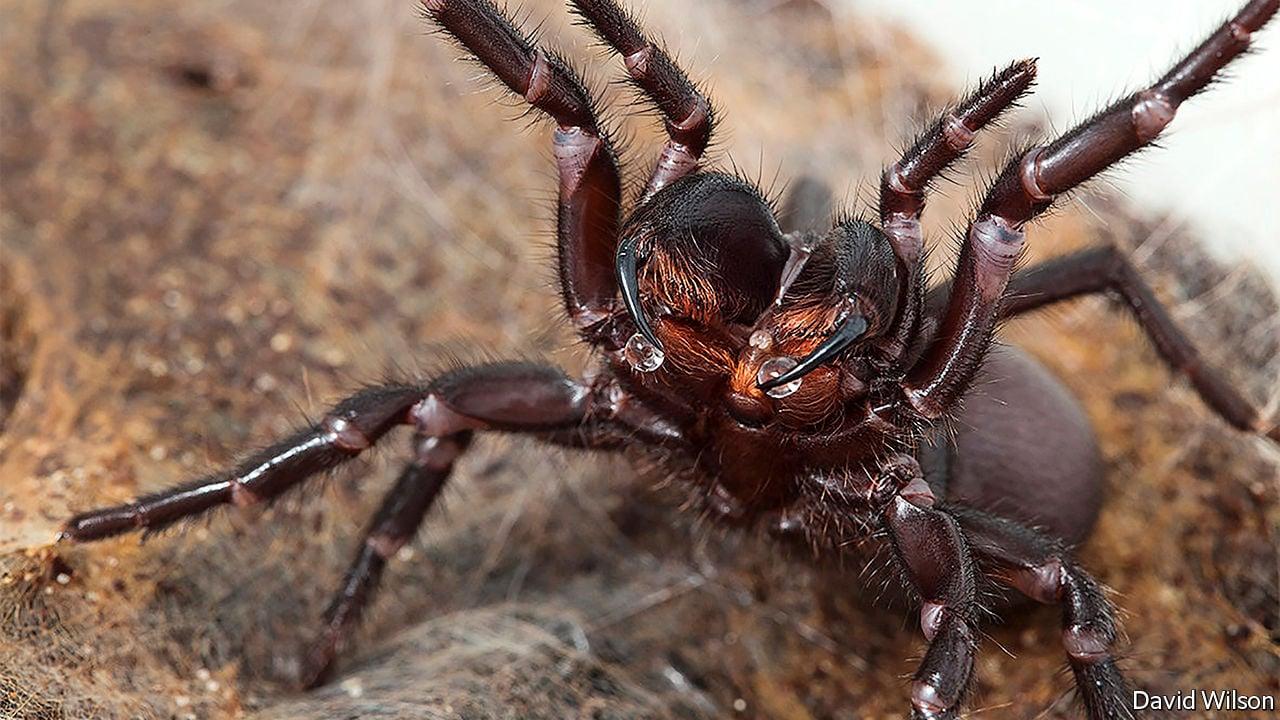 Why funnel-web spiders are so dangerous to people