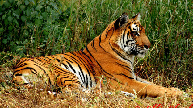 Tiger Reserves in India Complete List and Importance_40.1