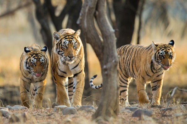 Tiger Reserves in India Complete List and Importance_60.1