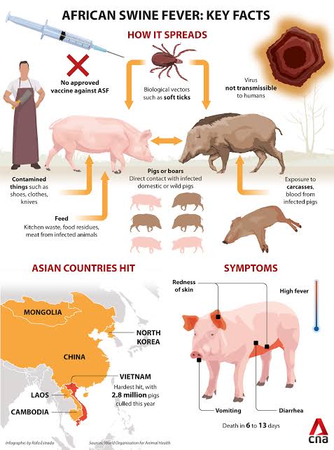 African Swine Fever Spreads Globally: 49 Countries Affected Since 2021