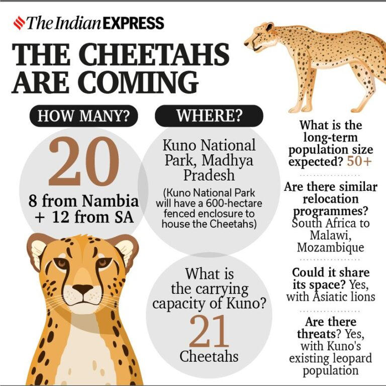 Can the cheetahs help India's grasslands? - INSIGHTSIAS