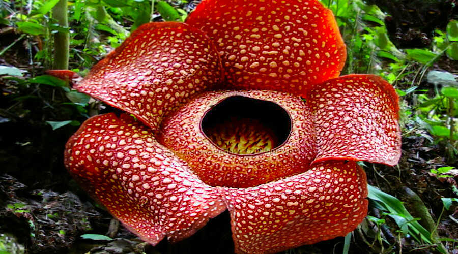 Rafflesia arnoldii, The Largest Flower in the World