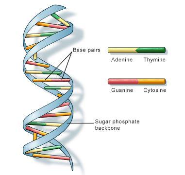 What is DNA (डीऑक्सीराइबोन्यूक्लिक एसिड) ? जानिये, इसकी खोज, संरचना और कार्य | Latest Hindi Banking jobs_3.1