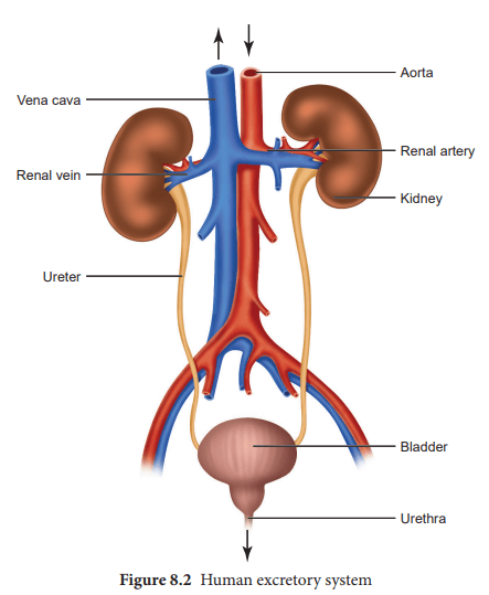 मानव शरीर और उसके अंग : यहाँ देखें मानव शरीर के अंग और इसके कार्य की विस्तृत जानकारी_7.1