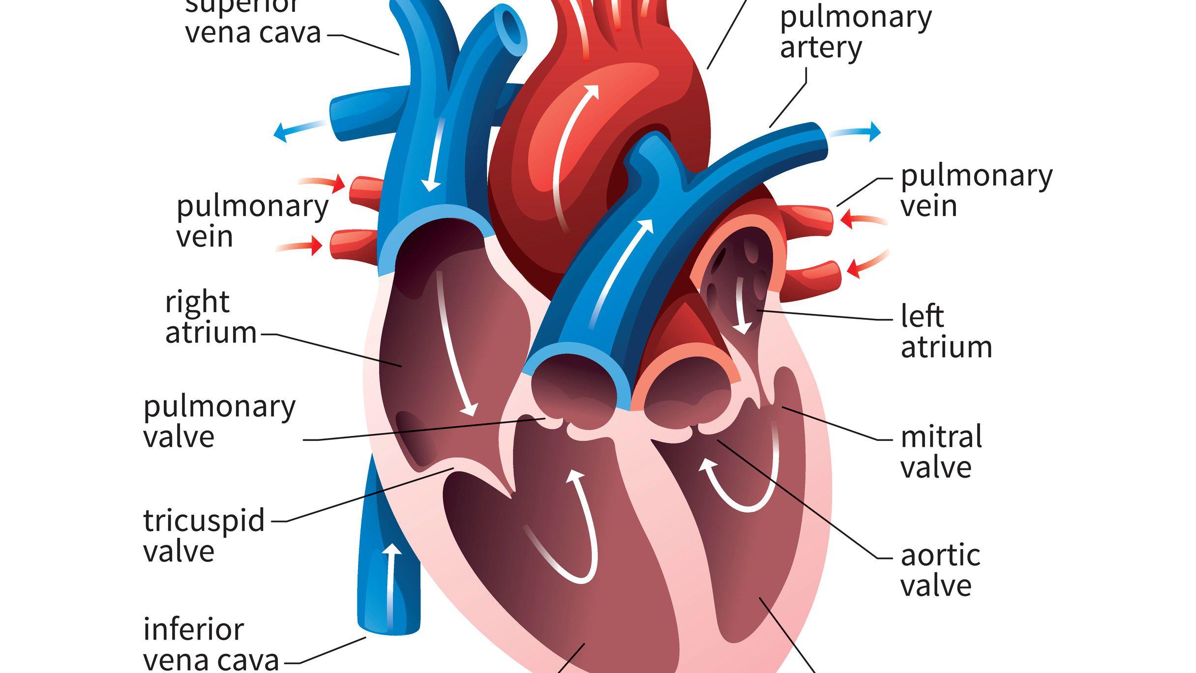 Study notes on "Human Heart" For Govt. Exam 2023 |_3.1