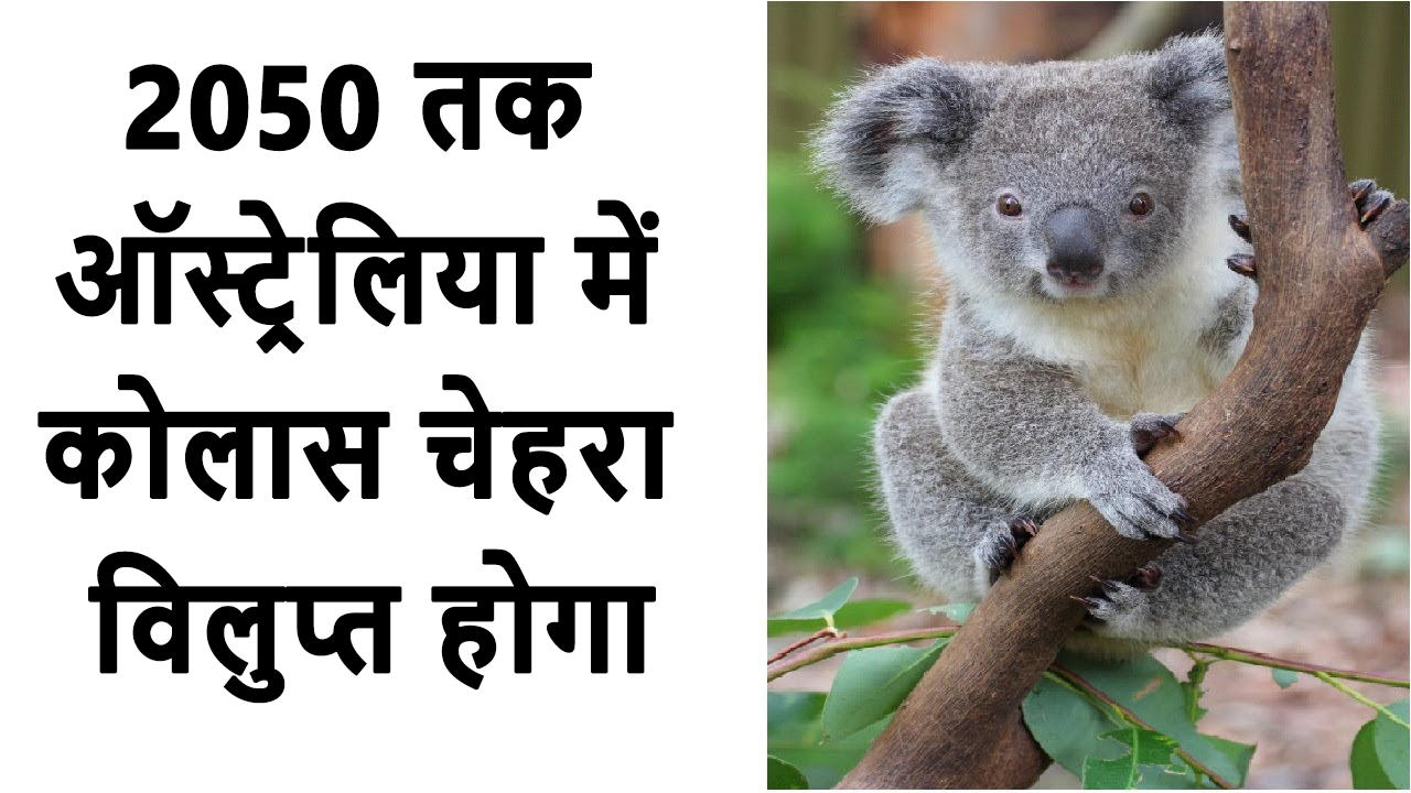 koalas in hindi