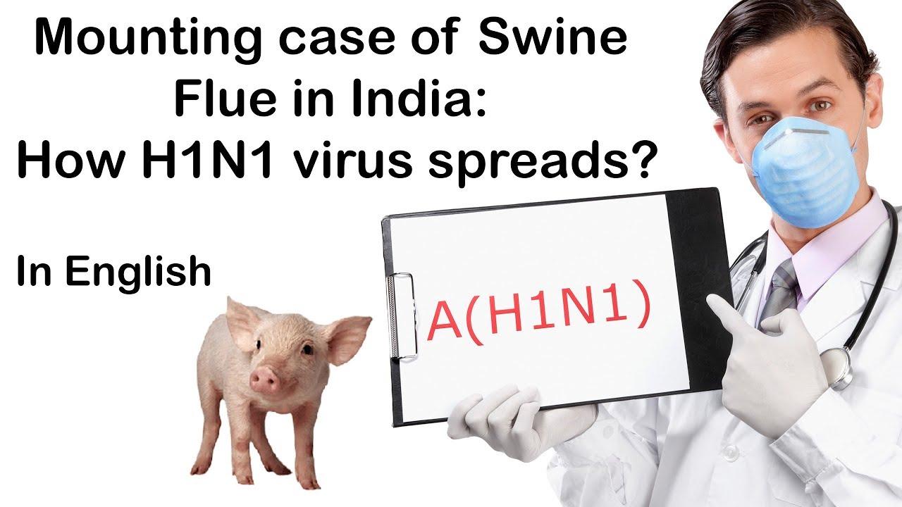 swine flue