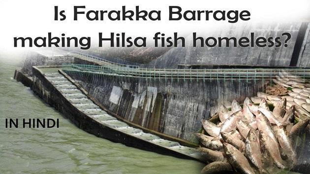 home-less-hilsa-hindi