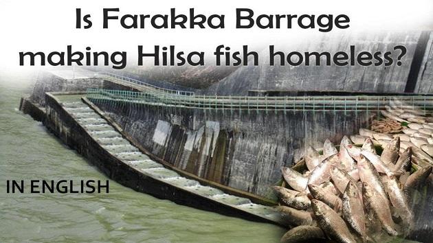 home-less-hilsa