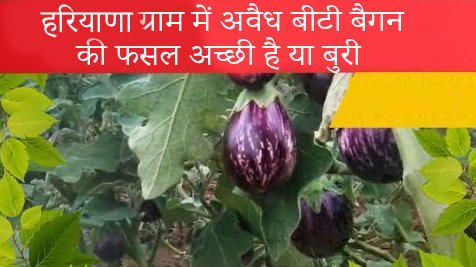 brinjal