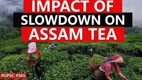 assam-tea