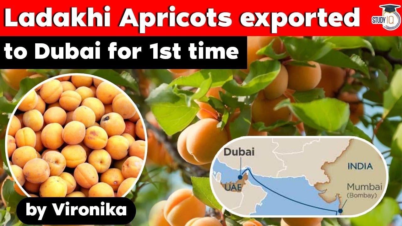 apricots