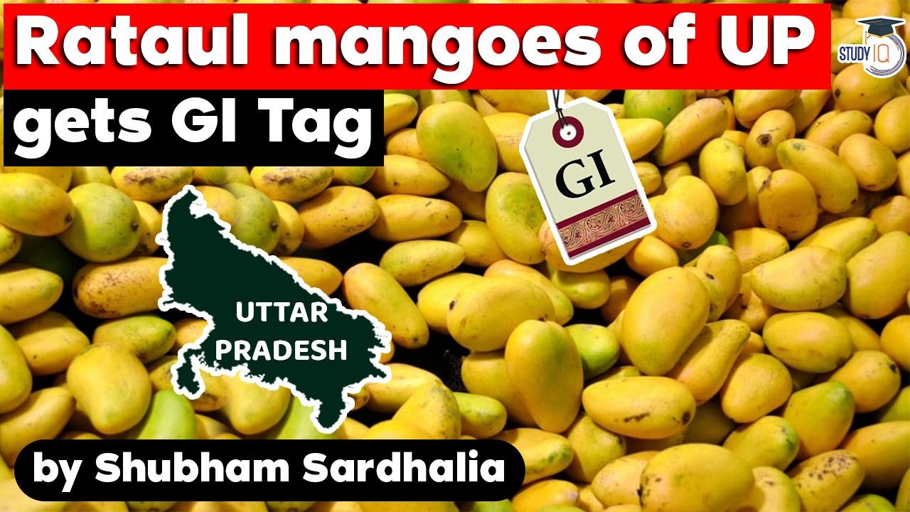 rongtal mangoes feature image