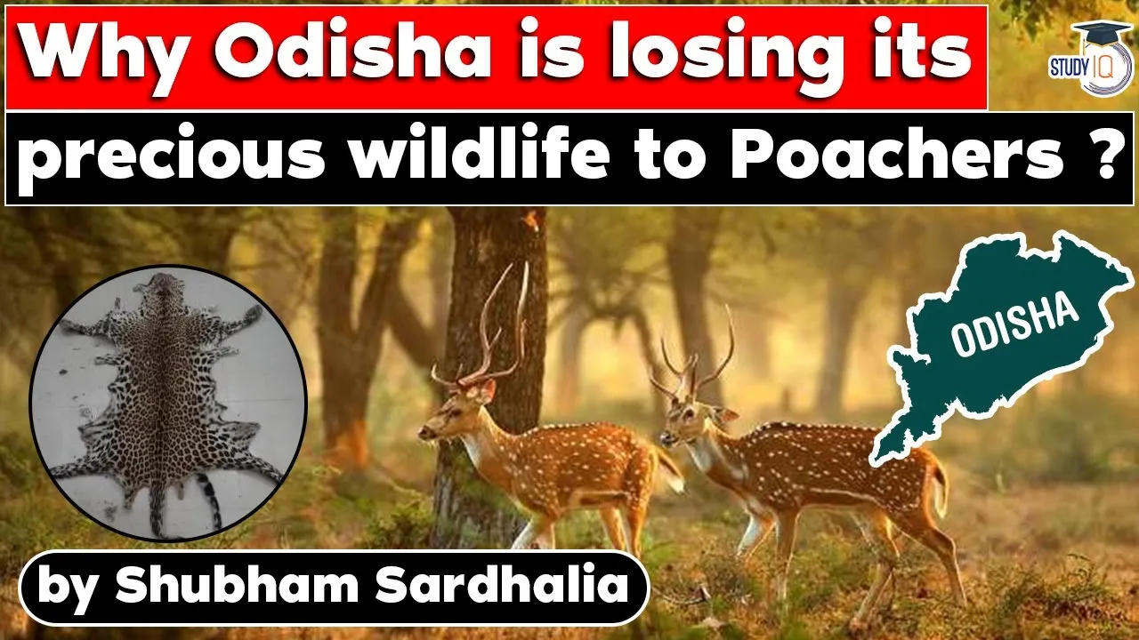 odisha losing its leopard