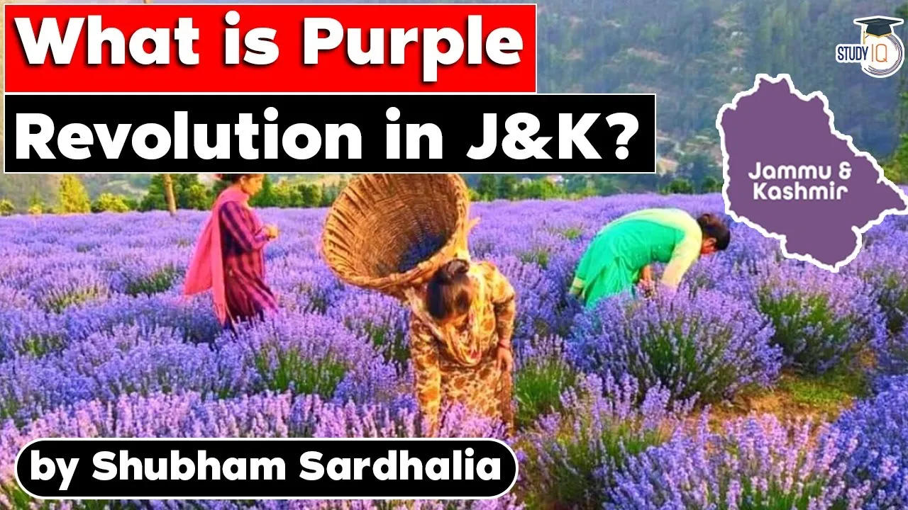 what is purple revolution