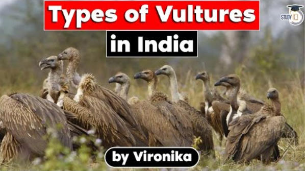 vulture