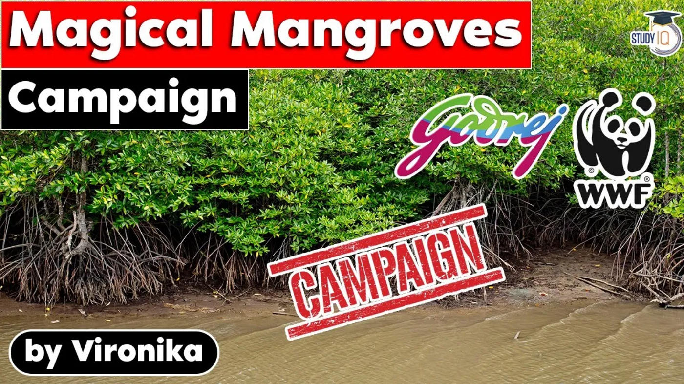 mangroves