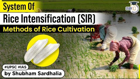 rice feature image