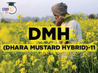 DMH (Dhara Mustard Hybrid)-11 (1)