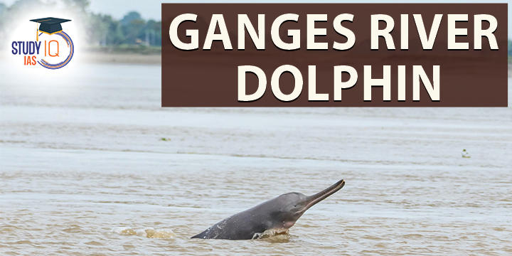 Ganges River Dolphin